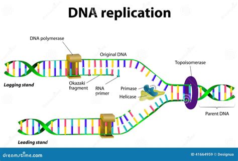 DNA Replication Stock Vector - Image: 41664959