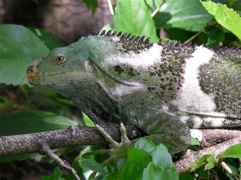 Top 10 Fiji Crested Iguana Facts - A Beautifully Bright Iguana