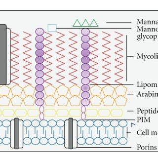 The structure of the Mycobacterium tuberculosis cell wall. This figure ...