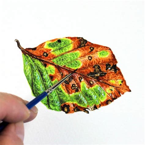 How to paint leaves - PDF tutorial on an autumn leaf - The Devon Artist