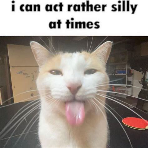 "I Can Act Rather Silly at Times" | BLEHHHHH :P Cat | Silly cats pictures, Silly cats, Cat memes