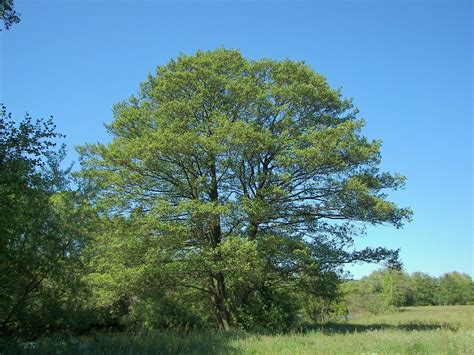 Black Alder Tree Seeds Alnus glutinosa 25 Seeds