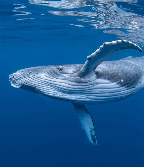 New acoustic data explains a crucial whale behavior