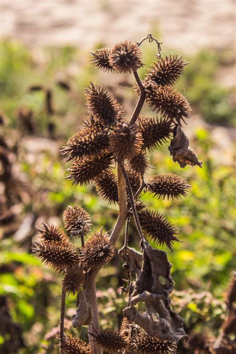 Free Images : sky, field, prairie, grass family, plant stem, computer ...