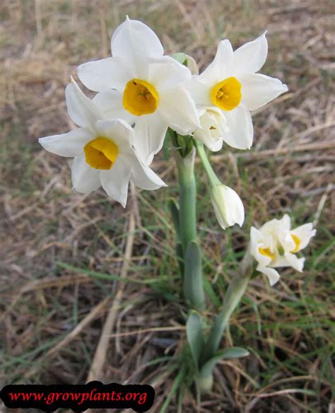 Narcissus tazetta - How to grow & care