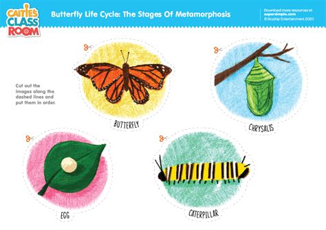 The Life Cycle Of A Butterfly Worksheets - Worksheet24