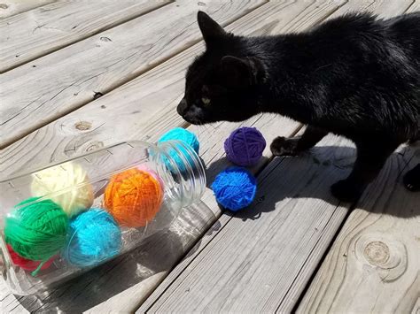 How to Make an Easy Homemade Cat Toy, No Sewing, No Knitting!