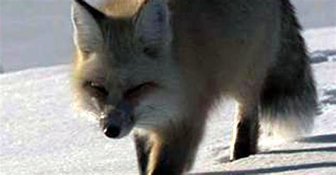 Adopt a pet fox, for science's sake - CBS News