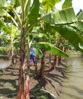 Cara Cocok Tanam Pohon Pisang Raja Rambut – HolyMayhem.com