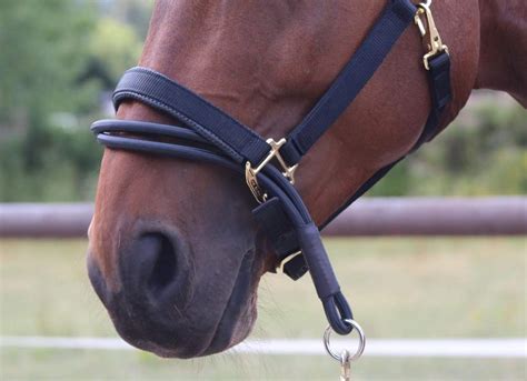 Buy Ezyloader For Horses & Ponies - A Headcollar Adapter That Can Be ...