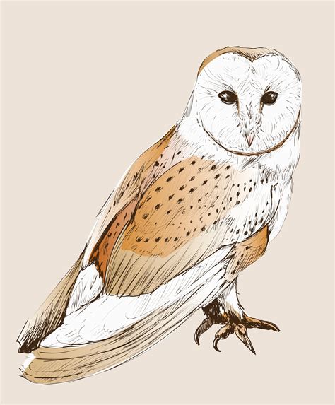 Wild owl vintage drawing - Download Free Vectors, Clipart Graphics ...