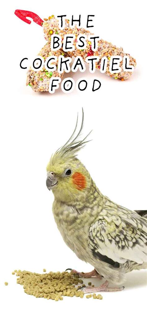 Best Cockatiel Food For Keeping Your Bird Healthy