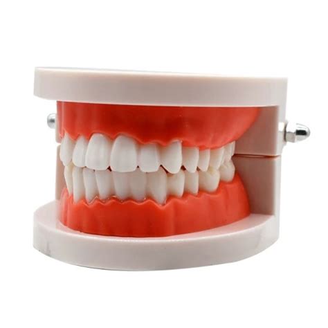 Human Teeth Model On Board - Scientific Instruments