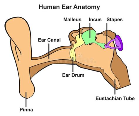 Human Ear Diagram Labeled