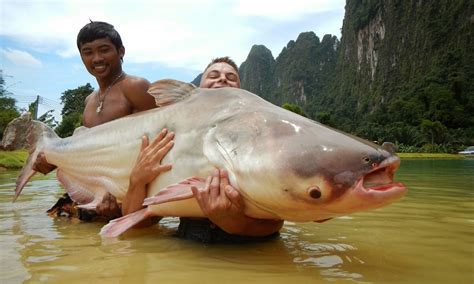 An introduction to giant fish in Mekong river