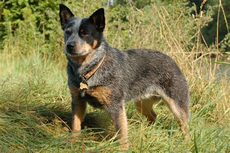 Australian Cattle Dog/Blue Heeler Puppies for Sale from Reputable Dog ...