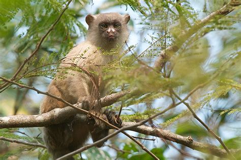 Black Tailed Marmoset | Sean Crane Photography