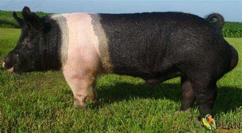 Hampshire Pig: Lifespan Details Of Pig Breed - Farming Plan