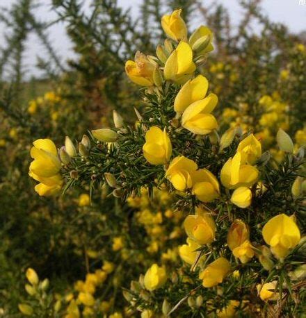 Ulex europaeus - Gorse (Container) - Thorpe Trees