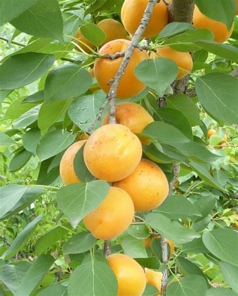 APRICOT CHINESE | CreekSide Tree Nursery