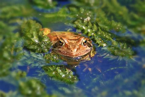 Wetlands: Learn How to Protect These Important Natural Habitats