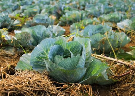 How To Take Care Of Cabbage In The Garden - Garden Likes