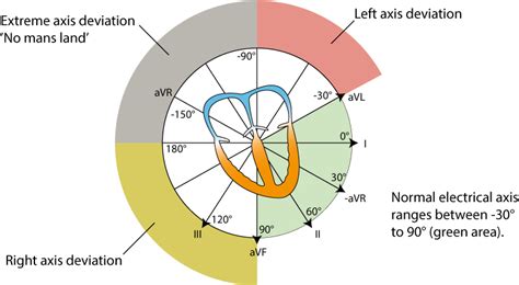 The electrical axis of the heart (heart axis): ECG & physiology