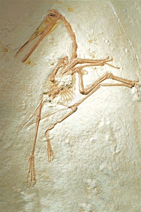 Pterosaur Fossil - Stock Image - C028/5962 - Science Photo Library