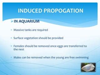 Giant gourami breeding | PPT