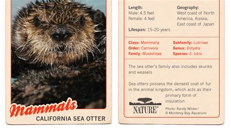 Infographic: California Sea Otter | Nature | PBS