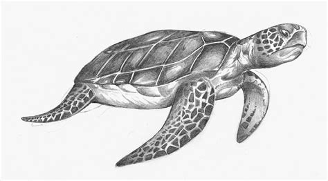 Realistic Turtle Drawing Outline - Bonslugares Wallpaper