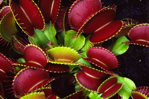 Dionaea muscipula - Venus Fly Trap Strange Flowers, Unique Flowers ...