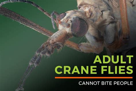 Crane Fly Bite