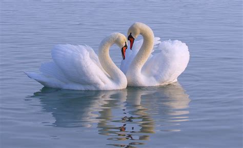 Swan Symbolism: 15 Spiritual Meanings Of Swan