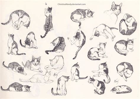 My cat- sketches by ChristinaMandy on DeviantArt