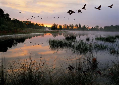 Canada Goose Migration Photograph by Phil Degginger