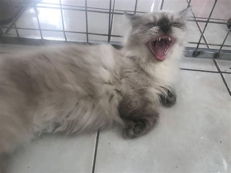 Make a meme out of my cat : r/catsofrph