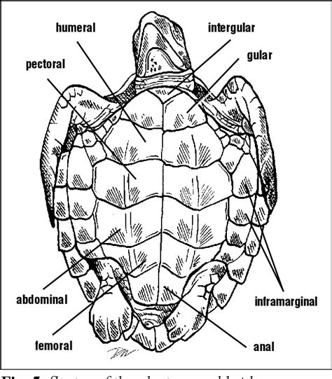 En marcha silencio Funcionar sea turtle anatomy Hervir Enfadarse técnico