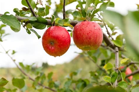 Premium Photo | Fresh apple tree in farm