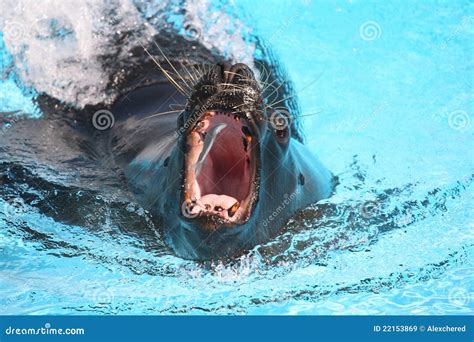 Sea Lion Catching A Fish In Aquarium Royalty Free Stock Images - Image: 22153869