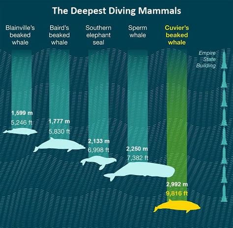 The deepest diving mammals – TOP 10 | DinoAnimals.com