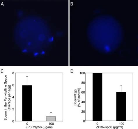 Incubation of eggs with recombinant ZP3R/sp56 reduces the sperm... | Download Scientific Diagram