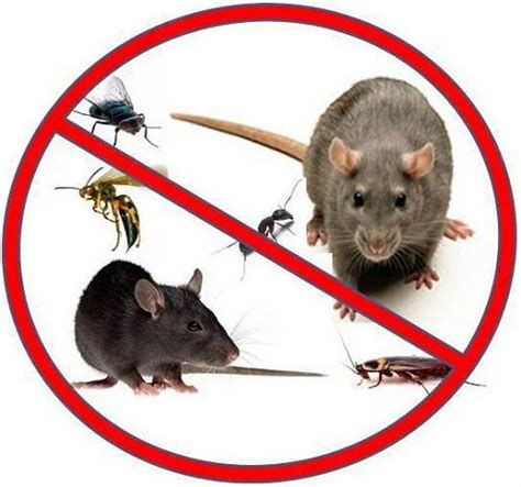 Hire Professional Rat Exterminator - audicaentertainment