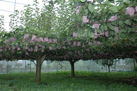 Image result for asian pear tree | Plants, Pear trees, Tree