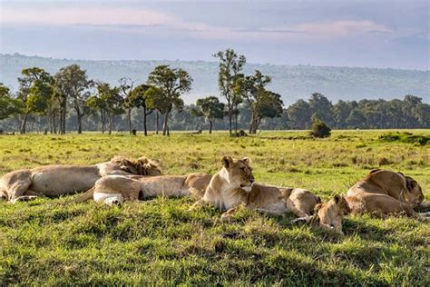 Masai Mara Lions: Facts about Lions in the famed wildlife reserve and in Kenya