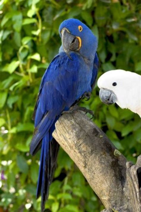 Parrot-Jungle-Island | Parrot, Jungle, Animals