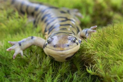 Tiger Salamander Care Guide for Your Pet Amphibian | LoveToKnow Pets