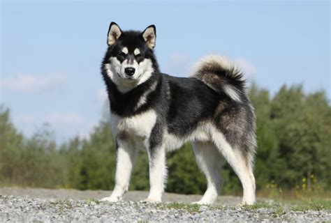 Alaskan Malamute - Breed Profile | Australian Dog Lover