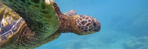 Turtle swimming underwater stock photo. Image of dive - 275469648