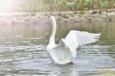 Premium Photo | White swan in lake